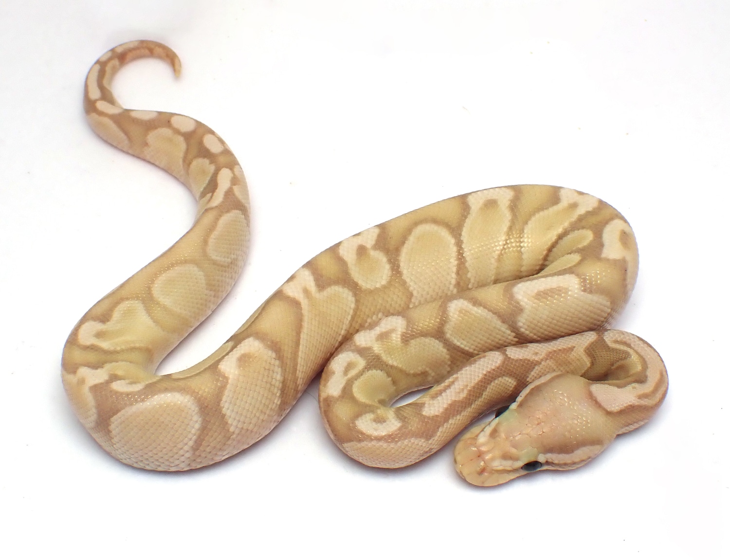 VPI Axanthic GHI Banana Ball Python by Southern Gothic Serpents ...