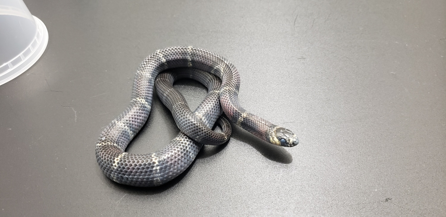 Photo inspiration: Female Yearling Black Milk Snake By Artisansnakes Photo Inspiration