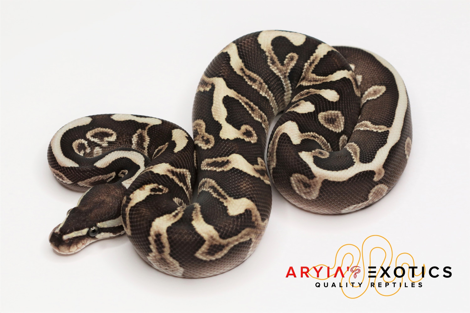 Lesser GHI Leopard Orbit Ball Python by Aryia's Exotics - MorphMarket