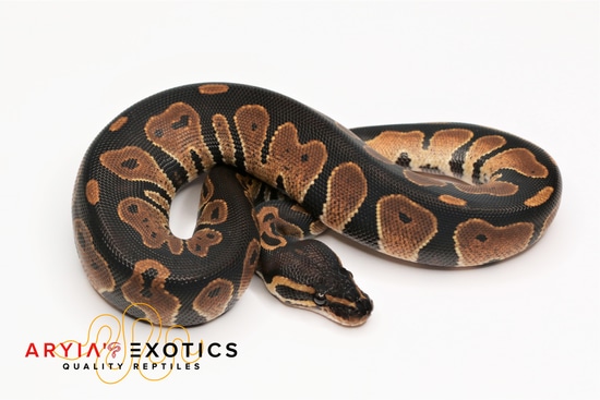 Blackhead Huffman Ball Python Blackhead Ball Python by Aryia's Exotics