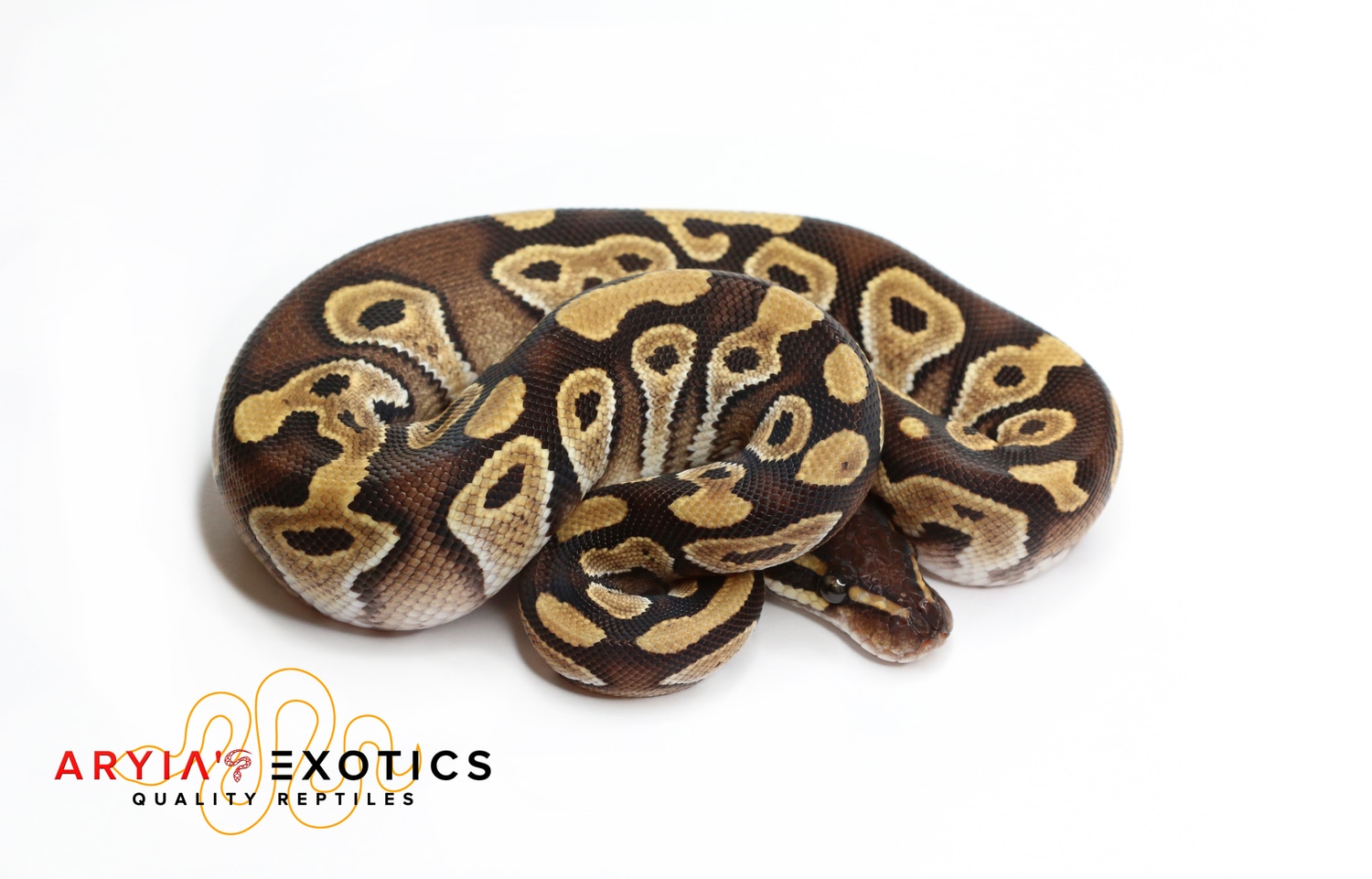 Mojave Ball Python by Aryia's Exotics MorphMarket