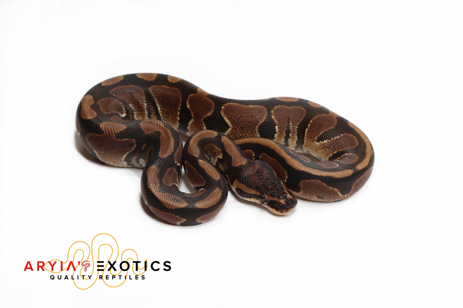 Granite? Ball Python by Aryia's Exotics MorphMarket US & Canada