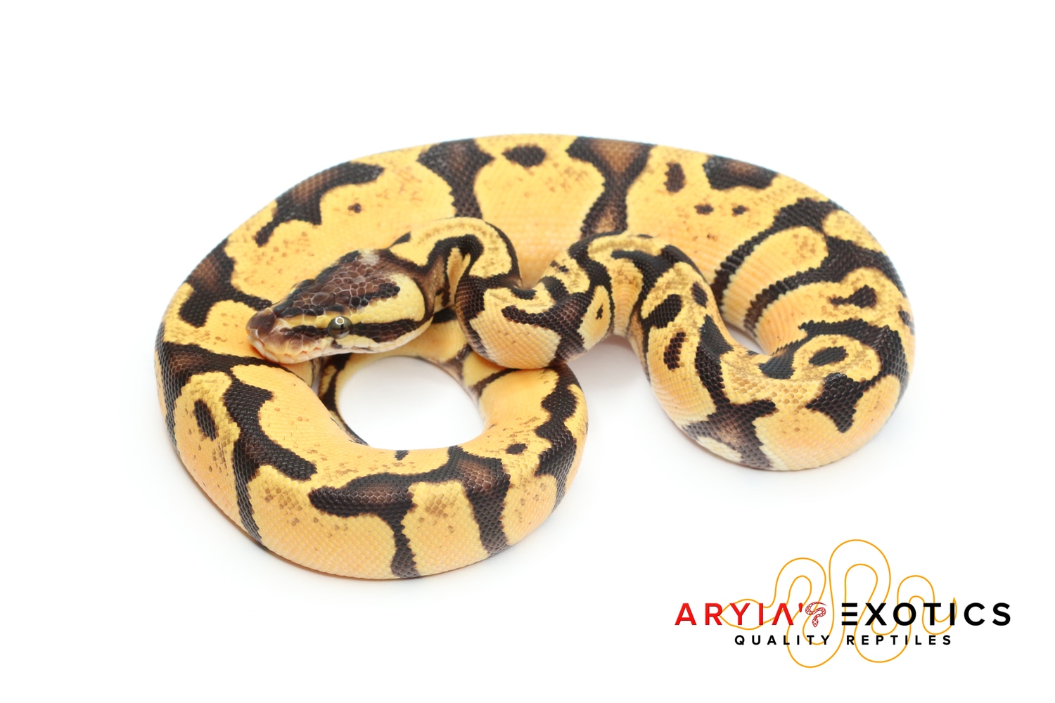 Pastel Enchi YB Ball Python by Aryia's Exotics MorphMarket