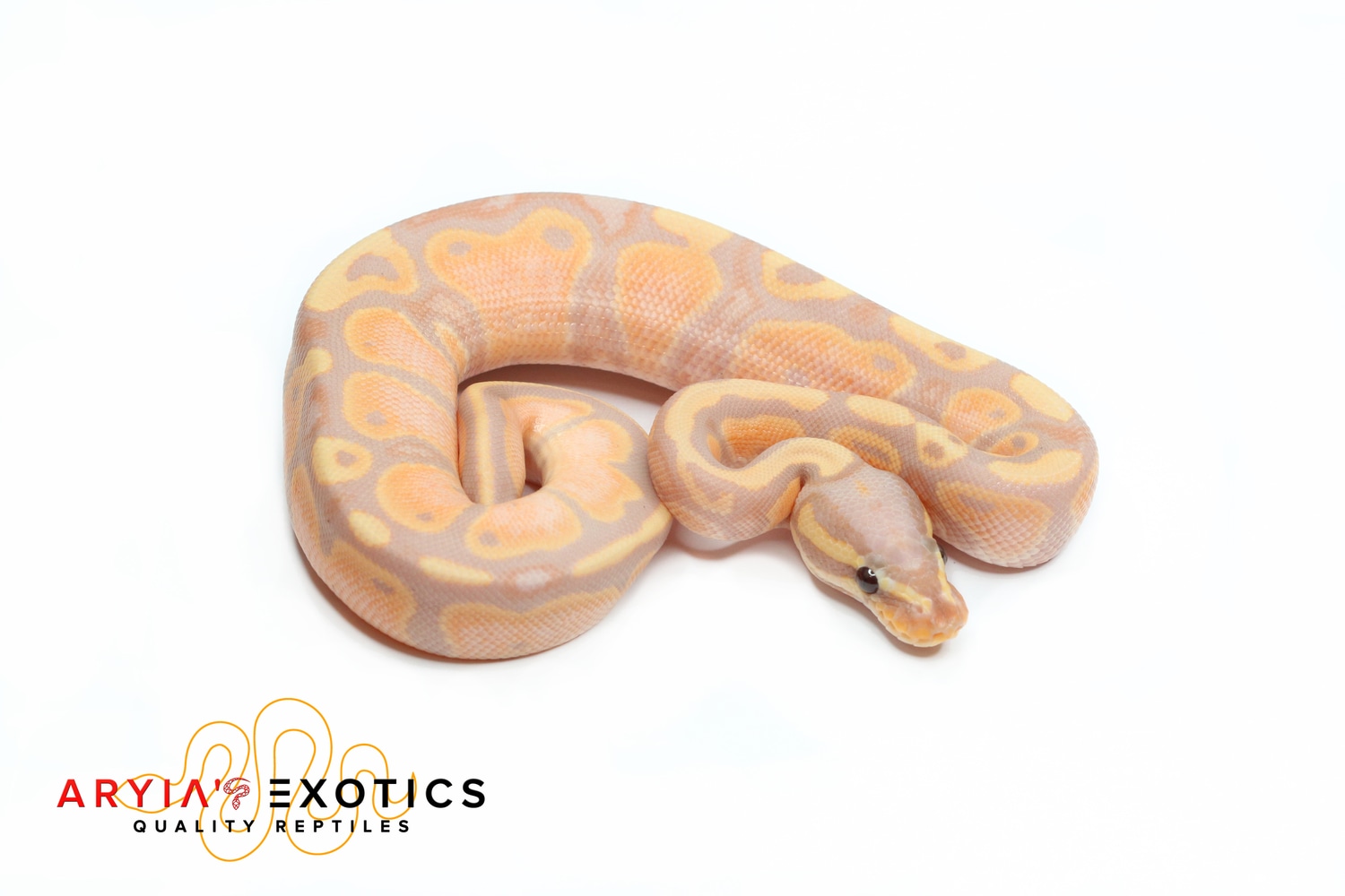 Banana YB Het Pied Pos. OD Ball Python by Aryia's Exotics MorphMarket