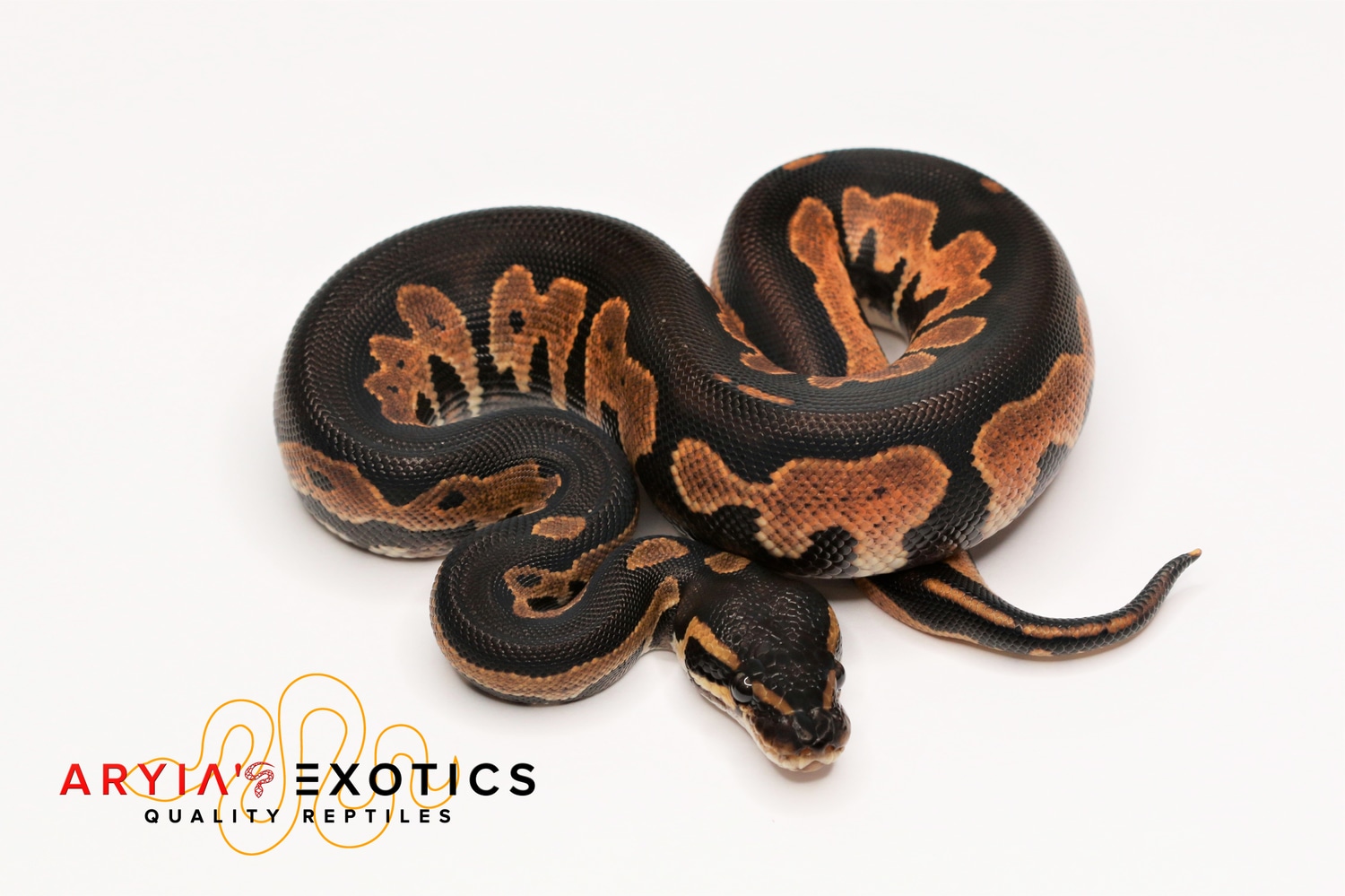 Blackhead Calico Ball Python by Aryia's Exotics - MorphMarket