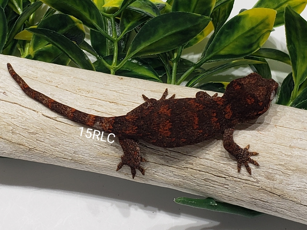 Orange Blotched Retic Gargoyle Gecko by Assorted Serpents and Geckos