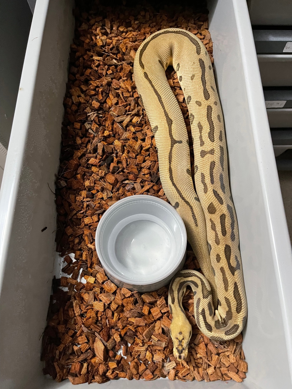 Ready To Breed Enchi Batman Ball Python by RisingStarReptiles MorphMarket