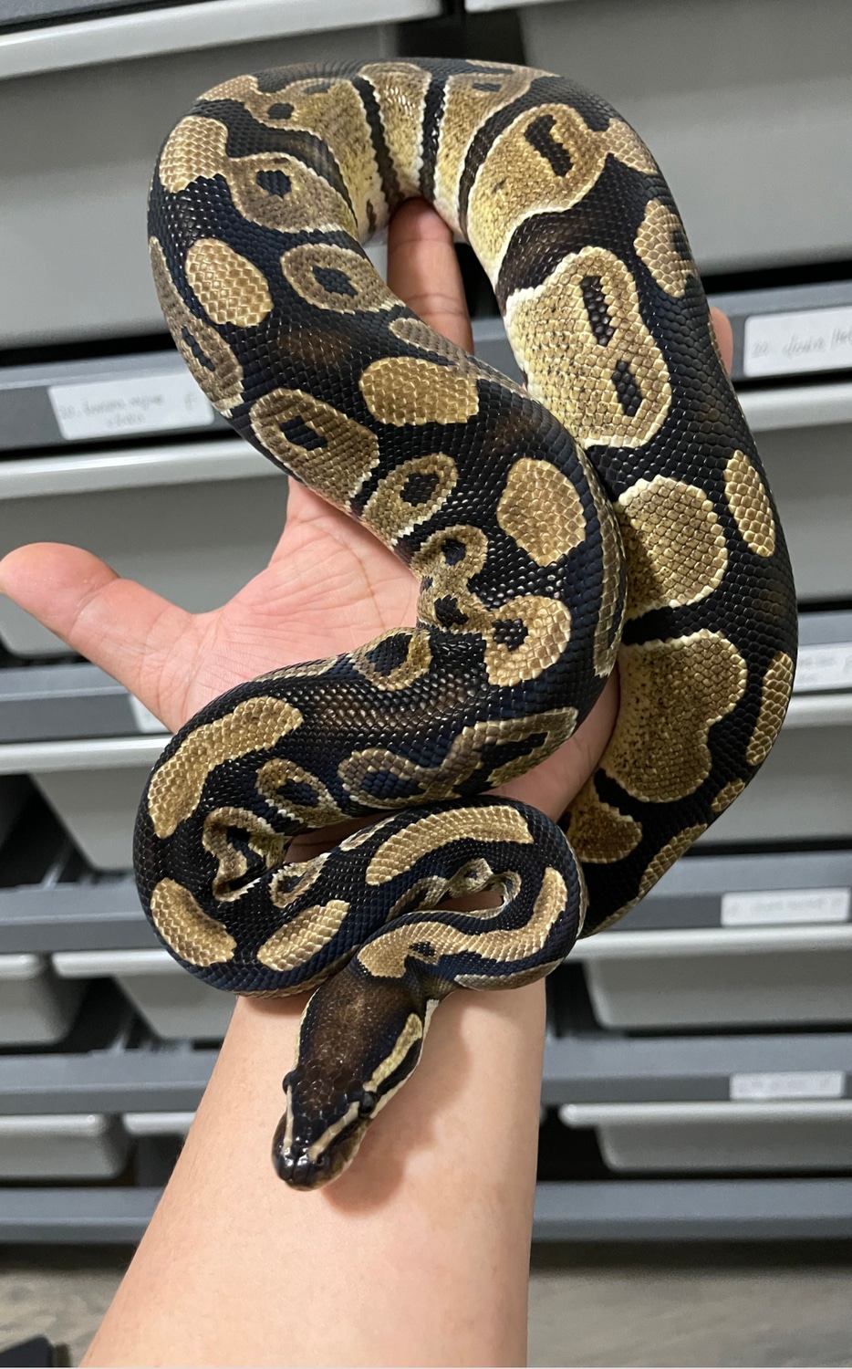 Normal Ball Python by RisingStarReptiles - MorphMarket
