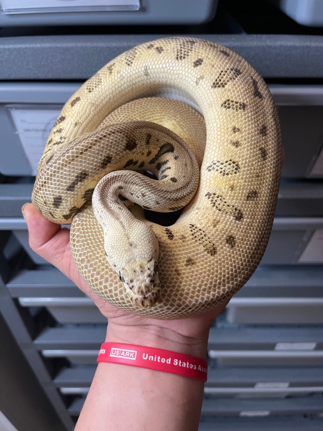 Ready To Breed Pastel Batman Ball Python by RisingStarReptiles ...