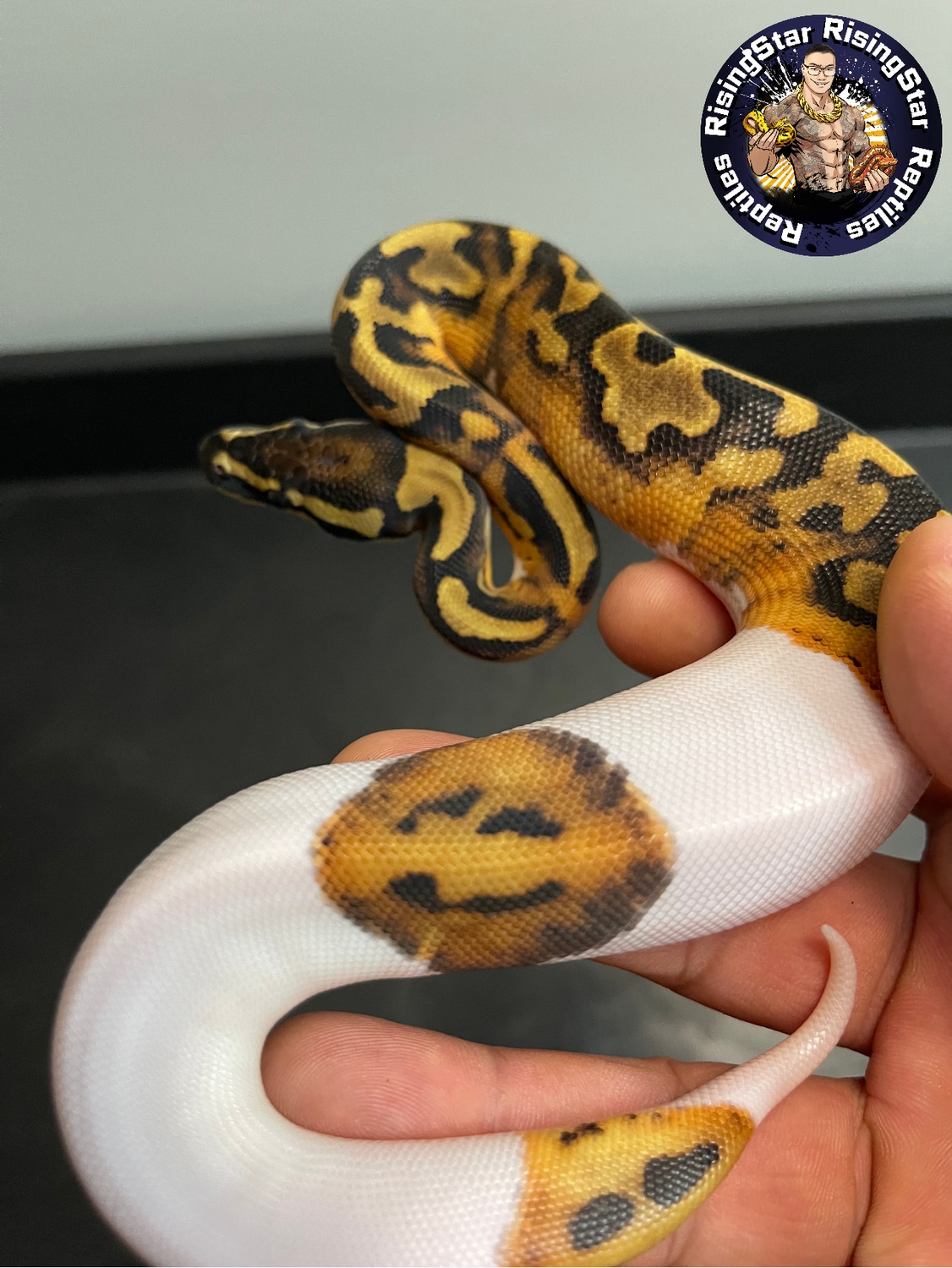 Smiley Emoji Pied Het Lavender Albino Ball Python by RisingStarReptiles ...