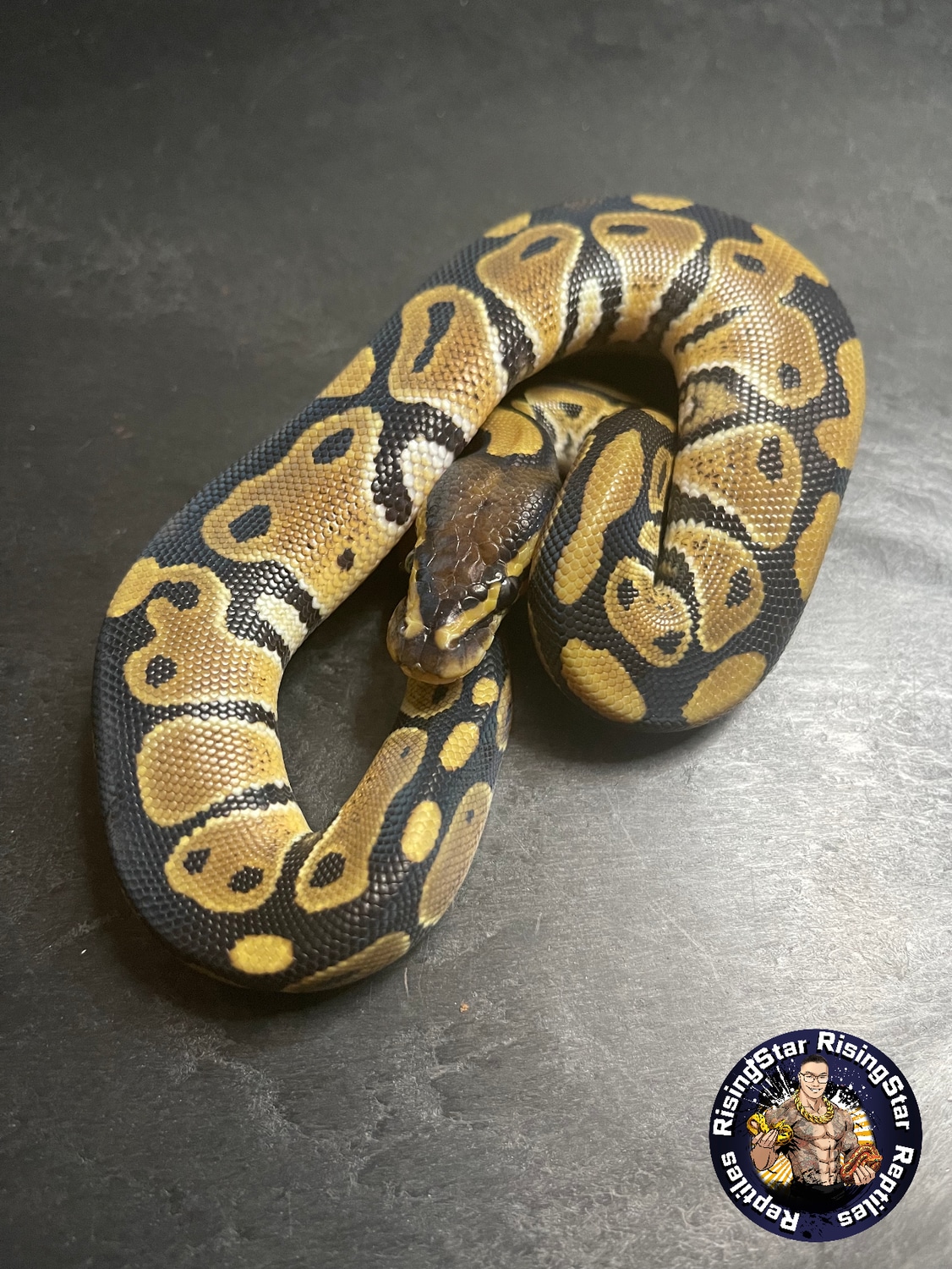 Triple Het Dg Het Clown Het Axanthic Vpi 1 Ball Python by ...