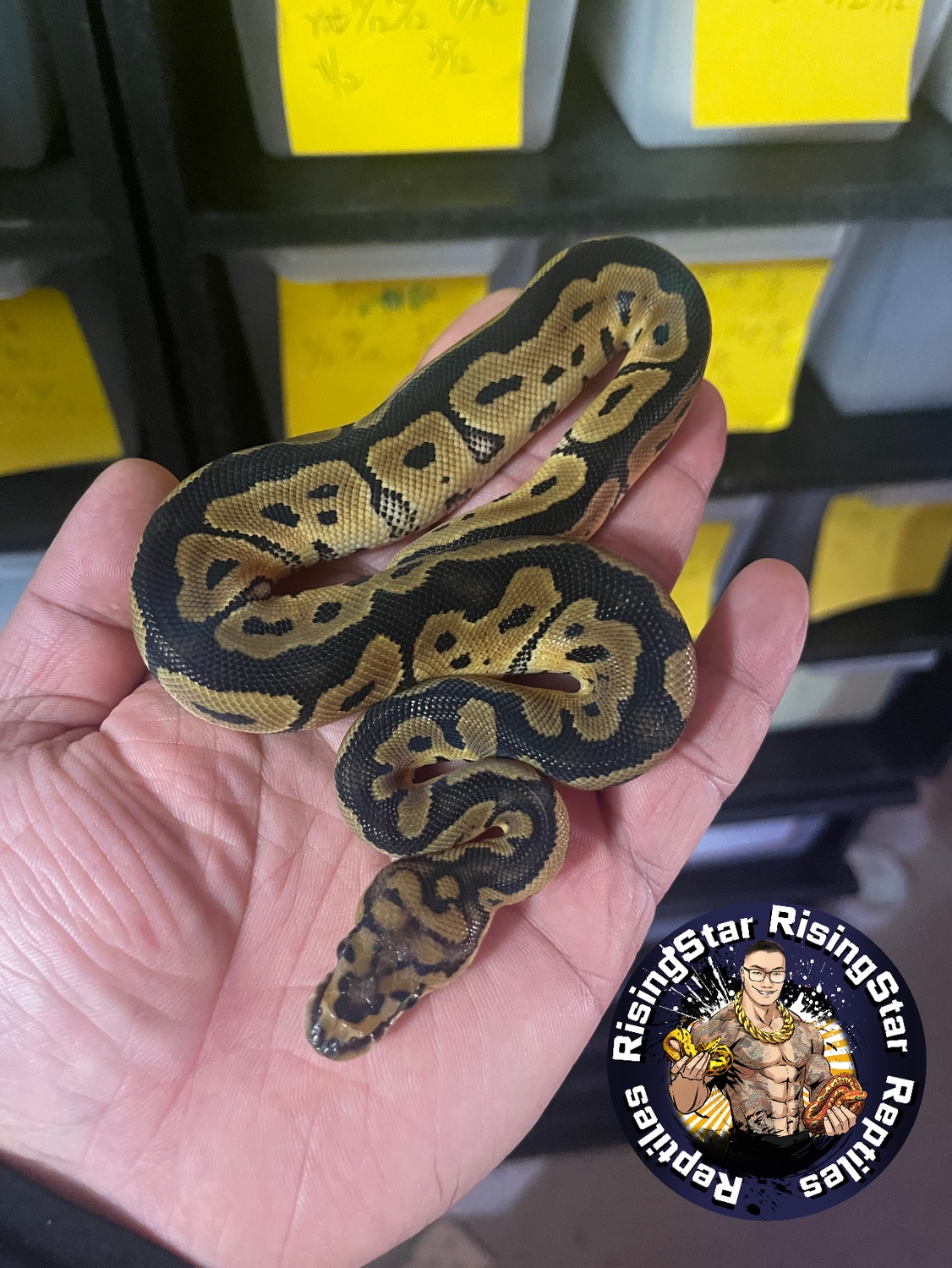 Clown Het Axanthic Vpi 1 Ball Python by RisingStarReptiles - MorphMarket