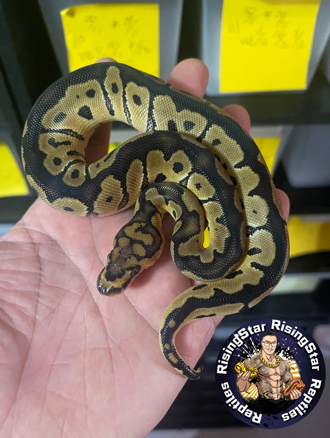 Clown Het Axanthic Vpi Ball Python by RisingStarReptiles - MorphMarket