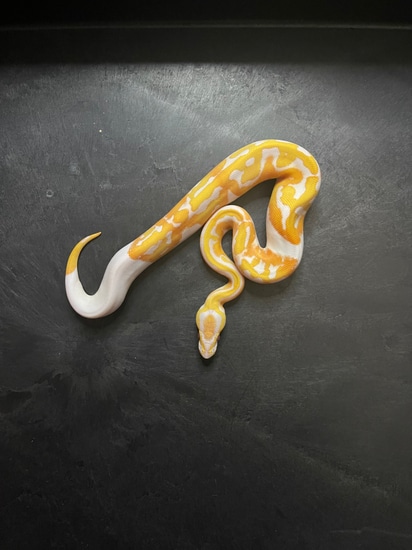 Dreamsicle Ball Python by RisingStarReptiles