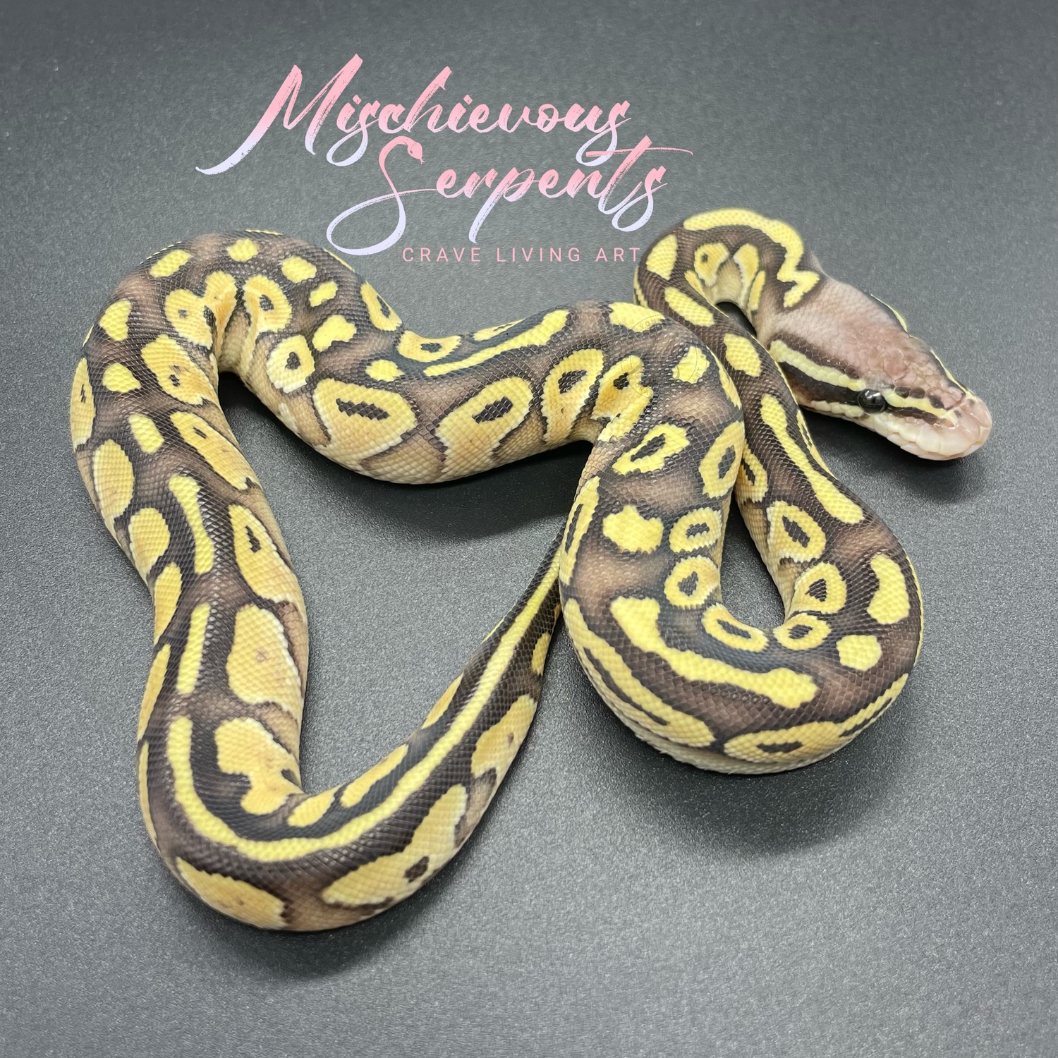 Pastel Lesser Ball Python by Mischievous Serpents - MorphMarket