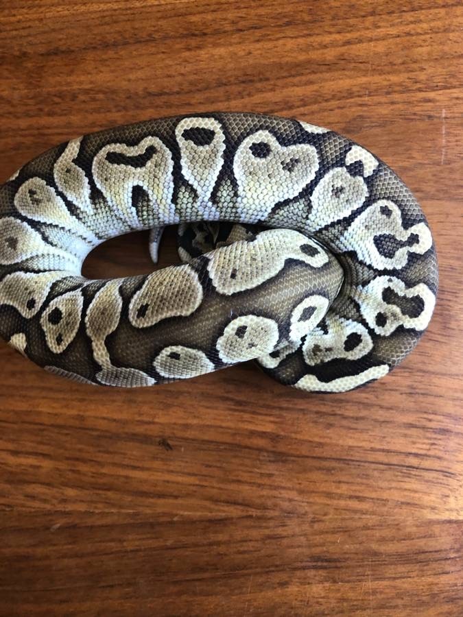 Lesser Ball Python by Ashely Rose Reptiles - MorphMarket