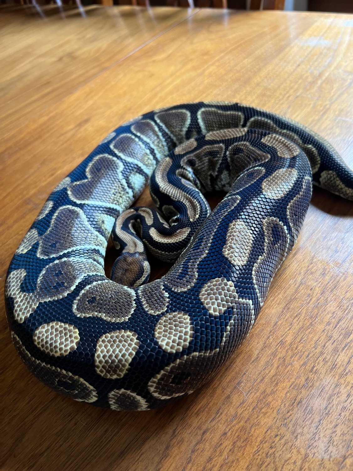 Classic Ball Python by Ashely Rose Reptiles - MorphMarket