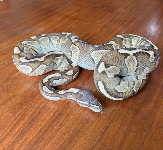 Pastel Lesser Ball Python by Ashely Rose Reptiles