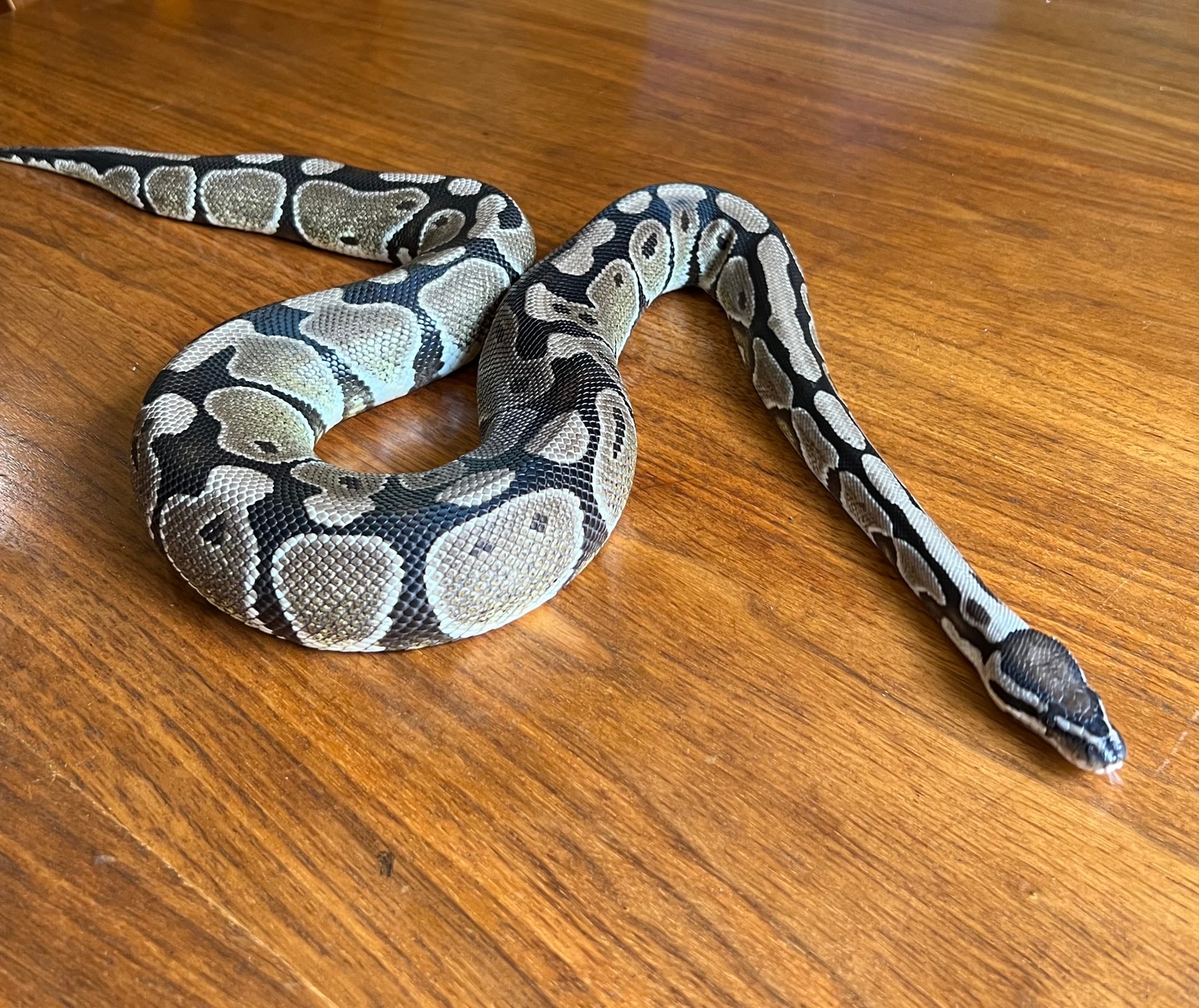 Axanthic(VPI) 66% Het Pied Ball Python by Ashely Rose Reptiles ...