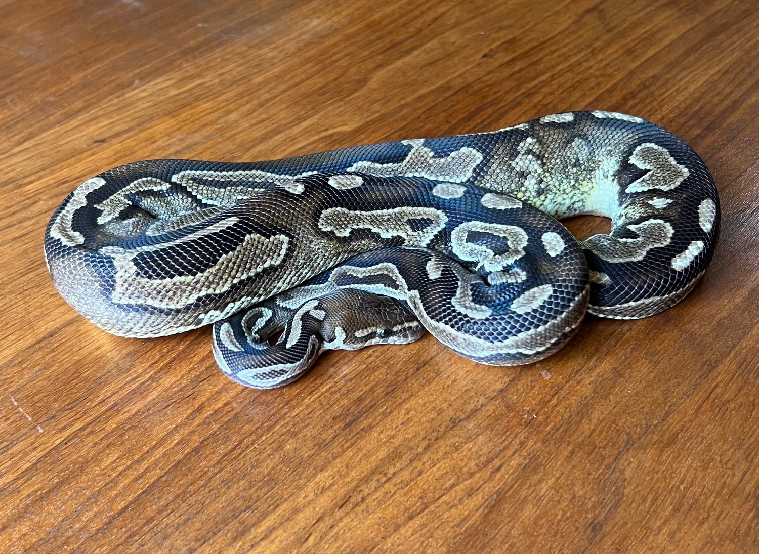 Cinnamon Het Pied Ball Python by Ashely Rose Reptiles - MorphMarket