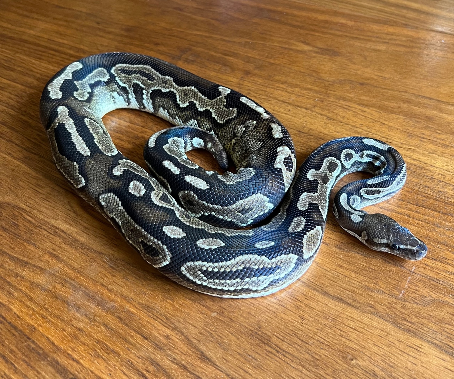Cinnamon Het Pied Ball Python by Ashely Rose Reptiles - MorphMarket