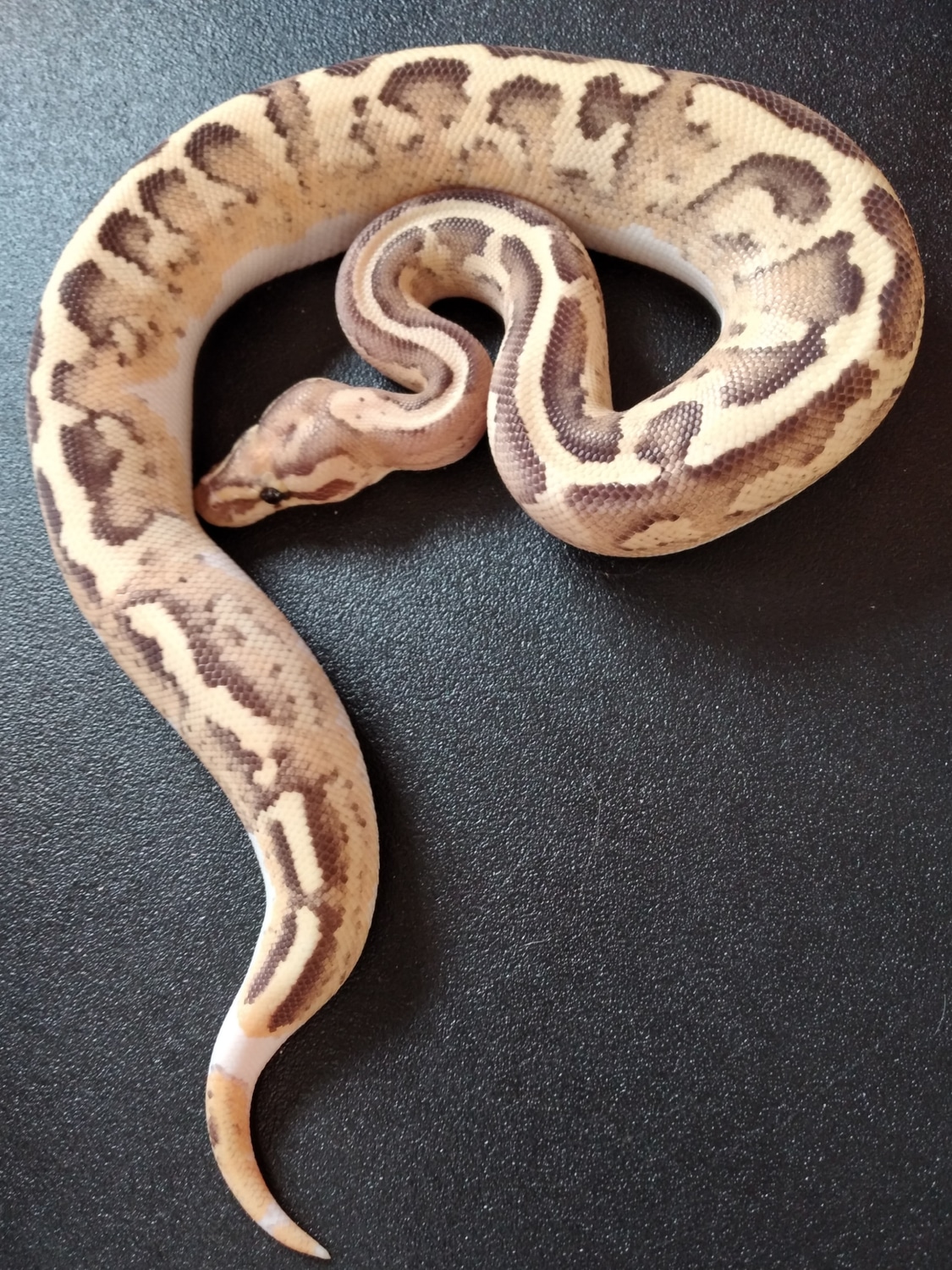 Disco Inferno Ball Python by Cold Blooded Reptiles - MorphMarket