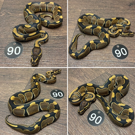 Classic Dinker Ball Python by Living Art Ball Python's