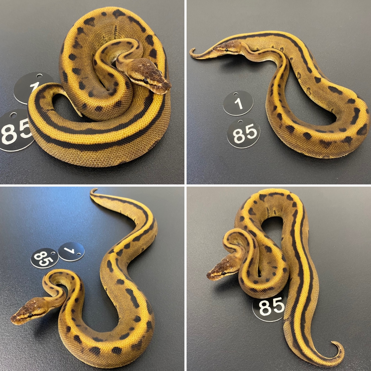 Genetic Stripe Pos Enchi Ball Python by Living Art Ball Python's ...