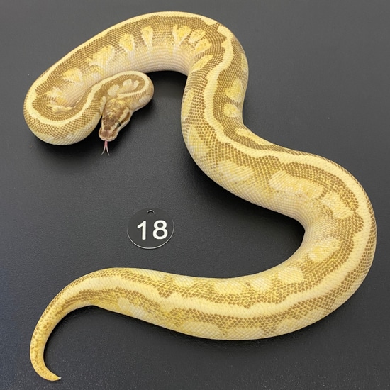 Pastel Lesser Granite Hidden Gene Woma Fader Ball Python by Living Art ...