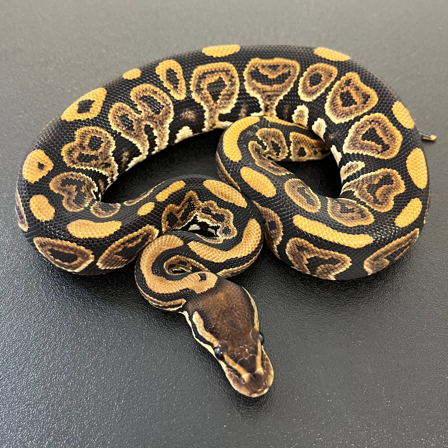 Black Pastel 100 Het Albino Pos Het Candy Ball Python by Living Art