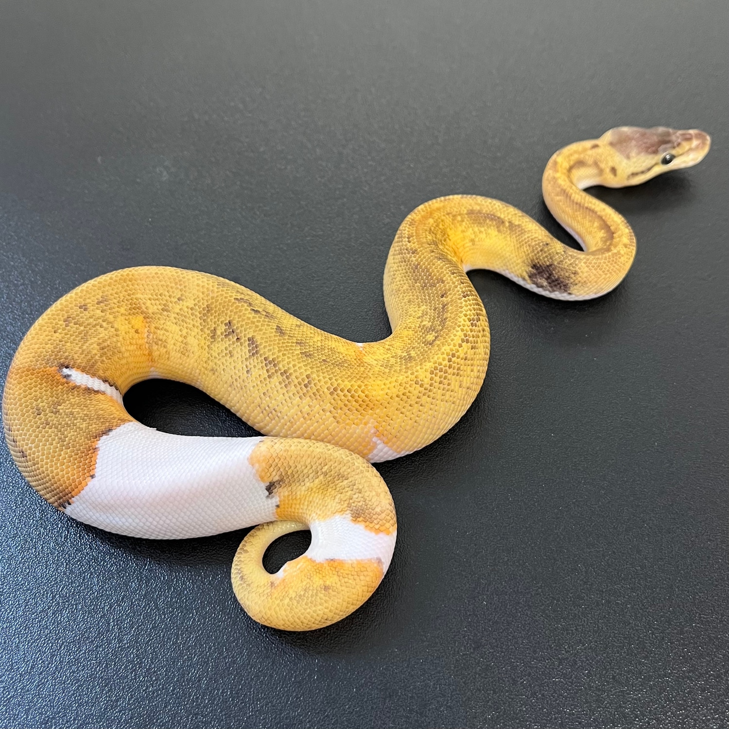 Lemon Blast Pied Ball Python by Living Art Ball Python's - MorphMarket