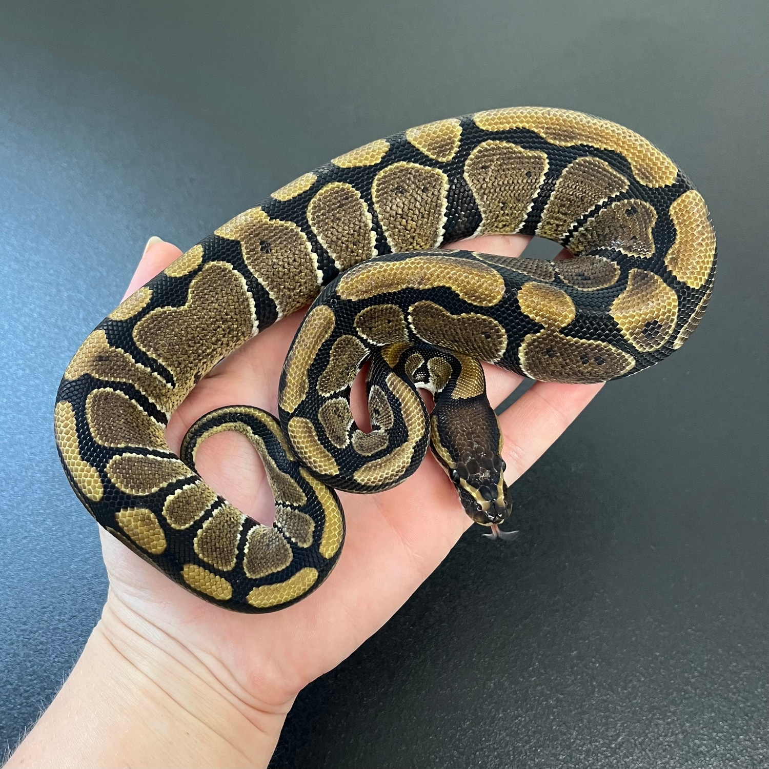 Classic 100% Het Desert Ghost 66% Het Caramel Albino Ball Python by ...