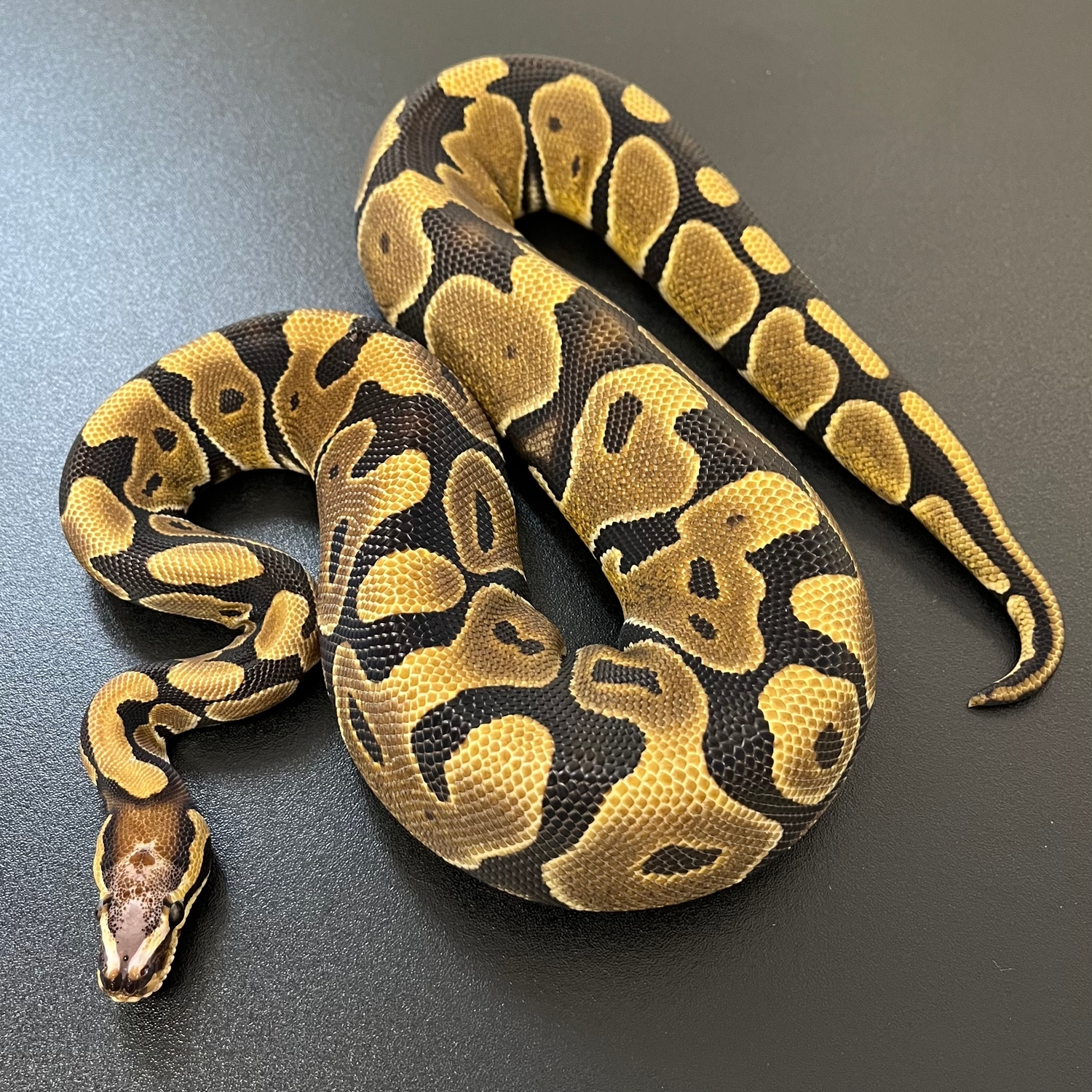 Microscale Ball Python by Living Art Ball Python's - MorphMarket