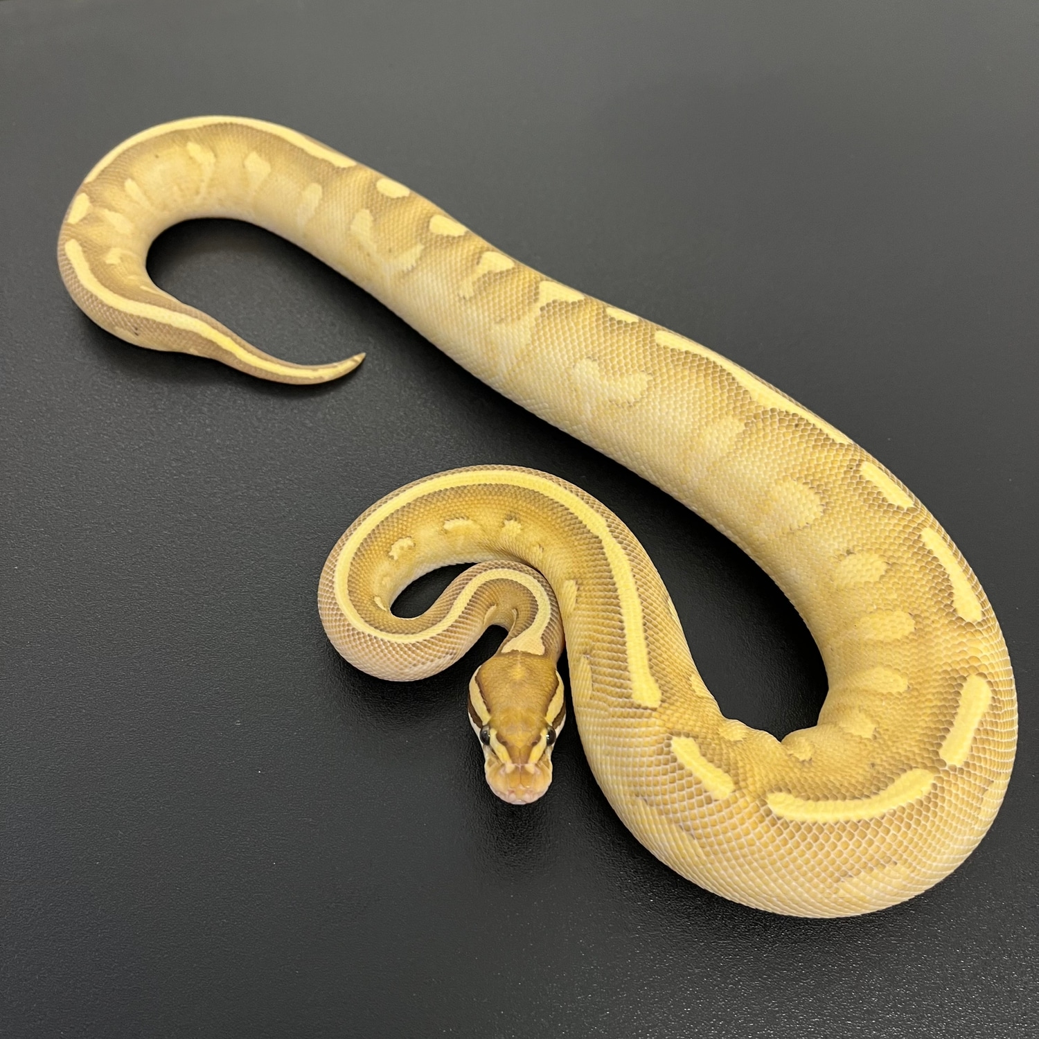 Lesser Super Gravel Ball Python by Living Art Ball Python's - MorphMarket