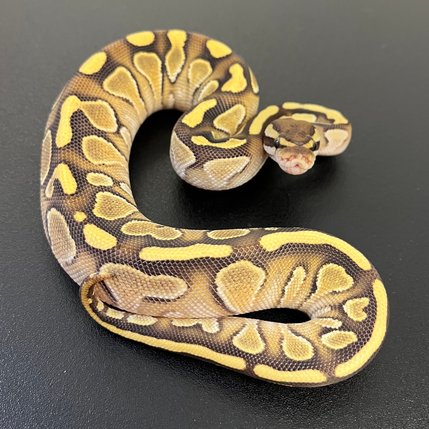 Lesser Ball Python by Living Art Ball Python's - MorphMarket