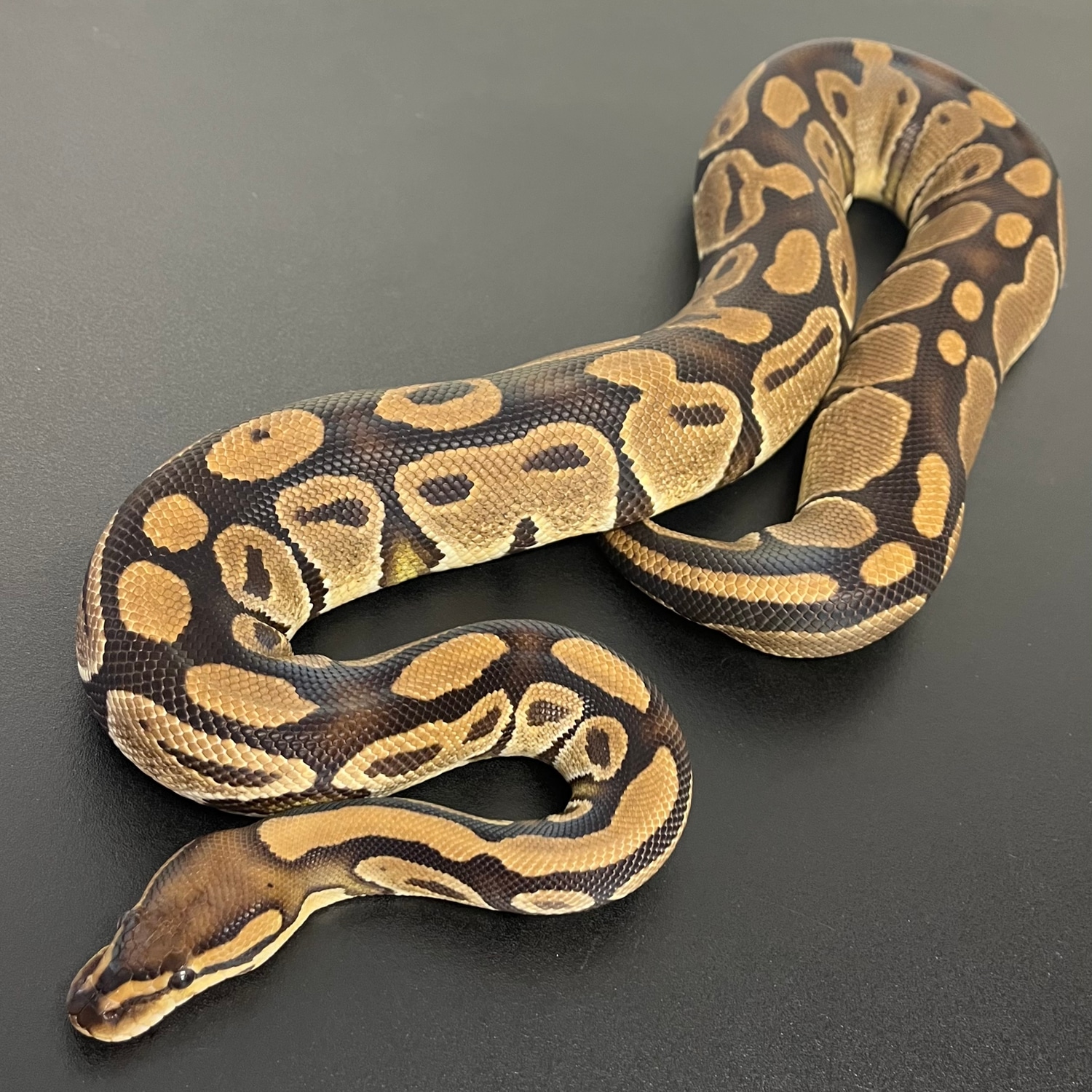 Wild Caught Dinker From Sub Saharan Ball Python by Living Art Ball ...
