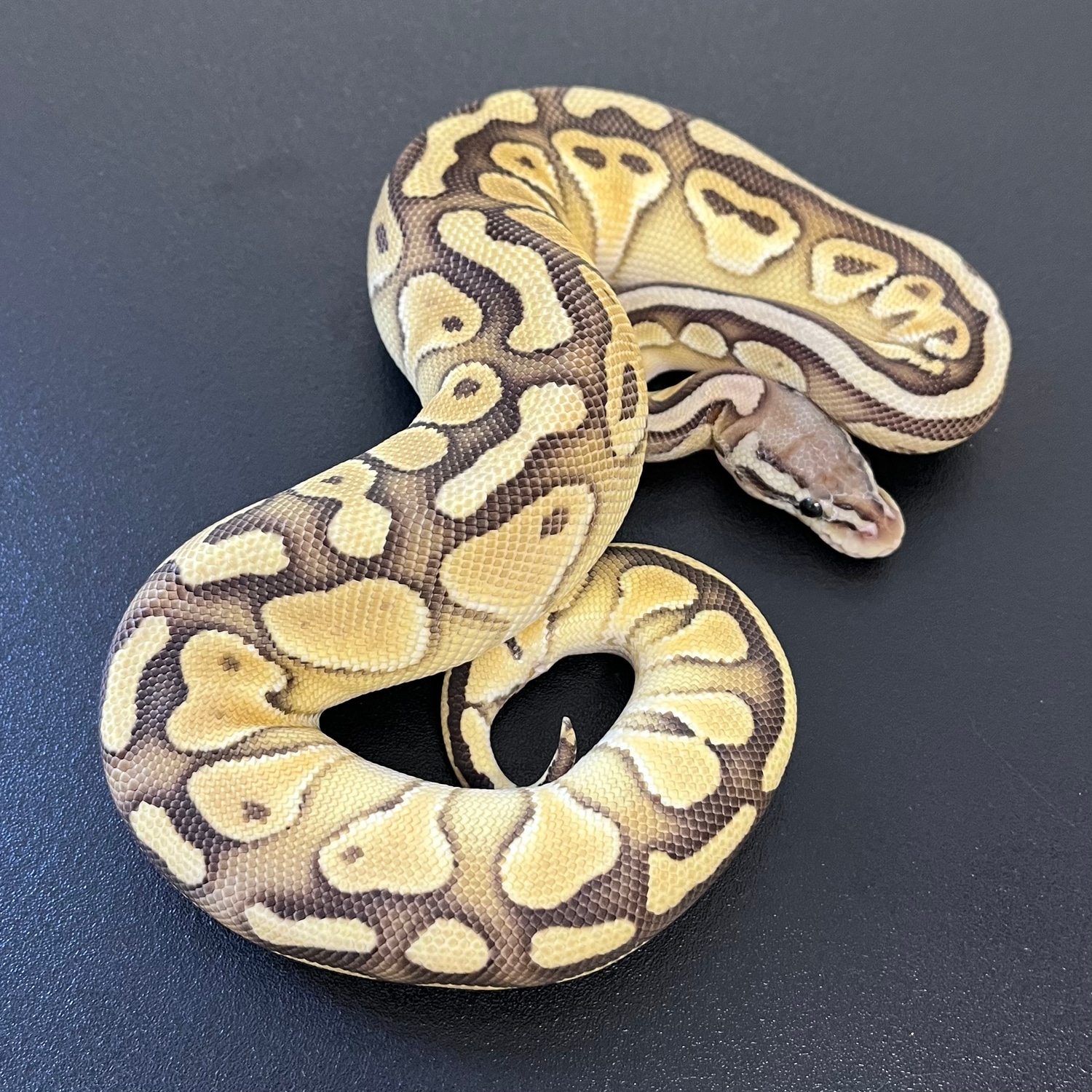 Lesser 100% Het Clown 100% Het Orange Ghost Ball Python by Living Art ...