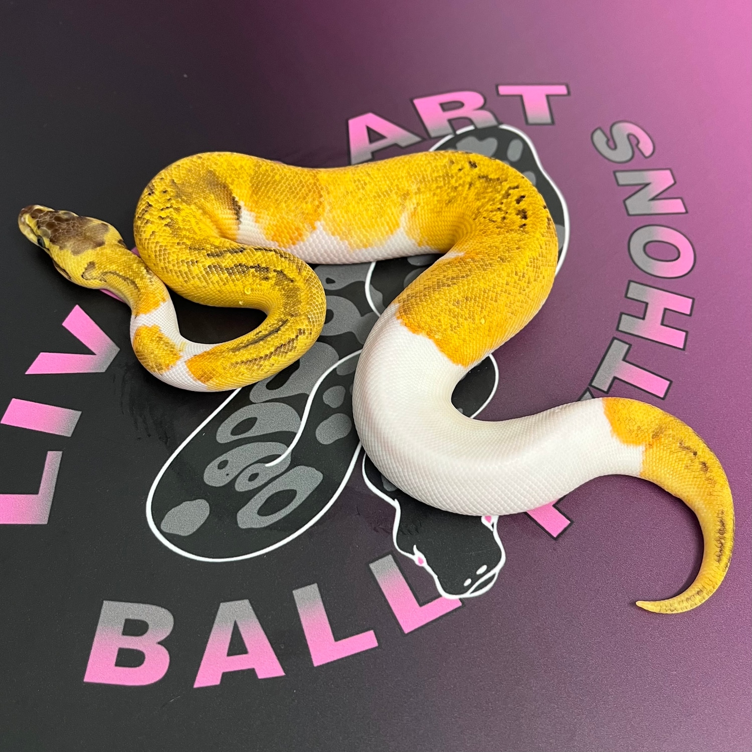 Lemon Blast Pied Ball Python by Living Art Ball Python's - MorphMarket