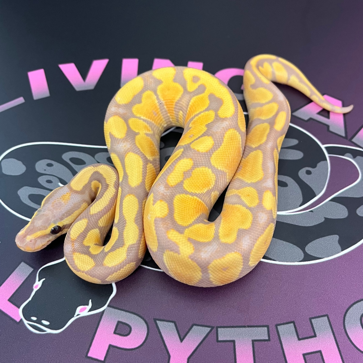 Banana Gravel Or Yellow Belly 100 Het Stripe Ball Python by