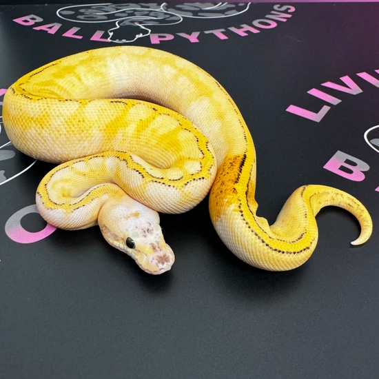 Lemon Blast Freeway Paradox 50% Het Orange Ghost Ball Python by Living ...