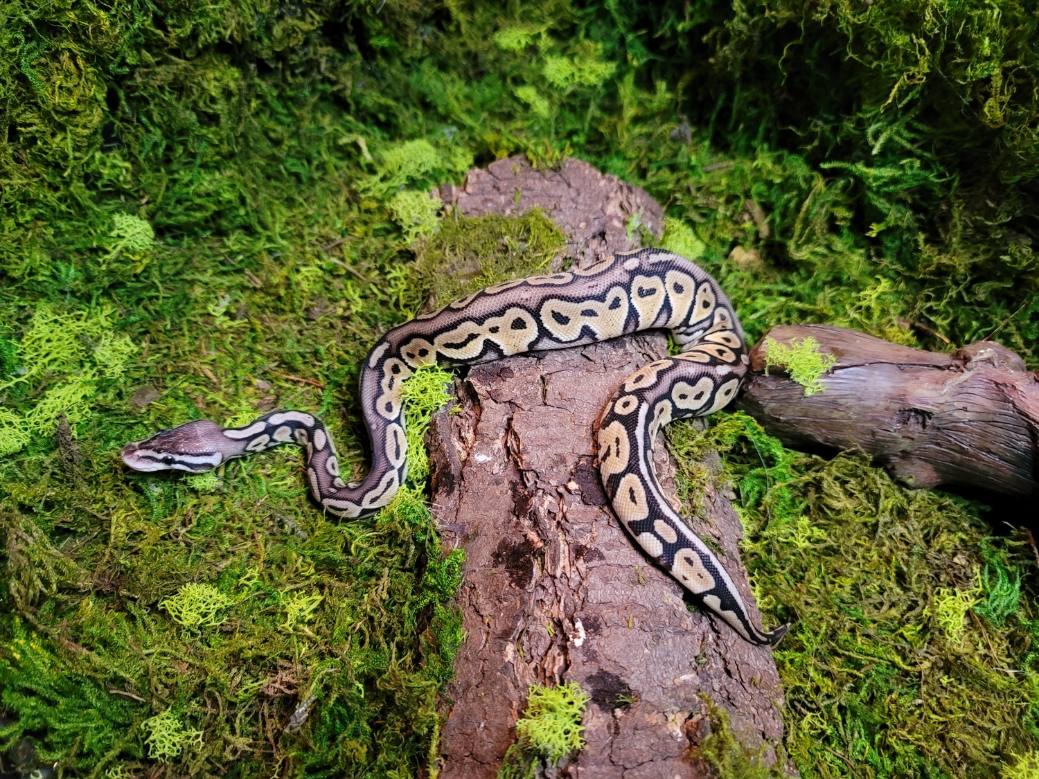 2021 Pastel Red Axanthic Ball Python by Wyld West Exotics - MorphMarket