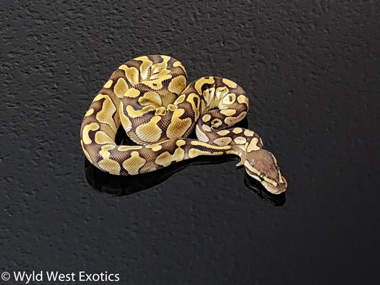 Leo Lesser Ball Python Shatter Lesser Pos Leo Ball Python by Frostfire Exotics