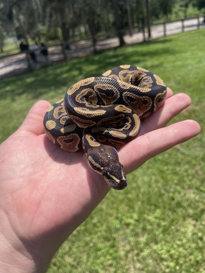 Razor Ball Python by Mythological Exotics