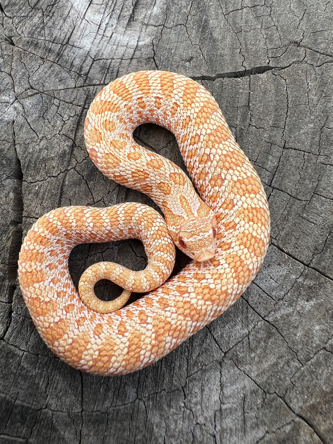 Arctic Albino Het Axanthic Western Hognose by Ashton's Dragons & Snakes ...