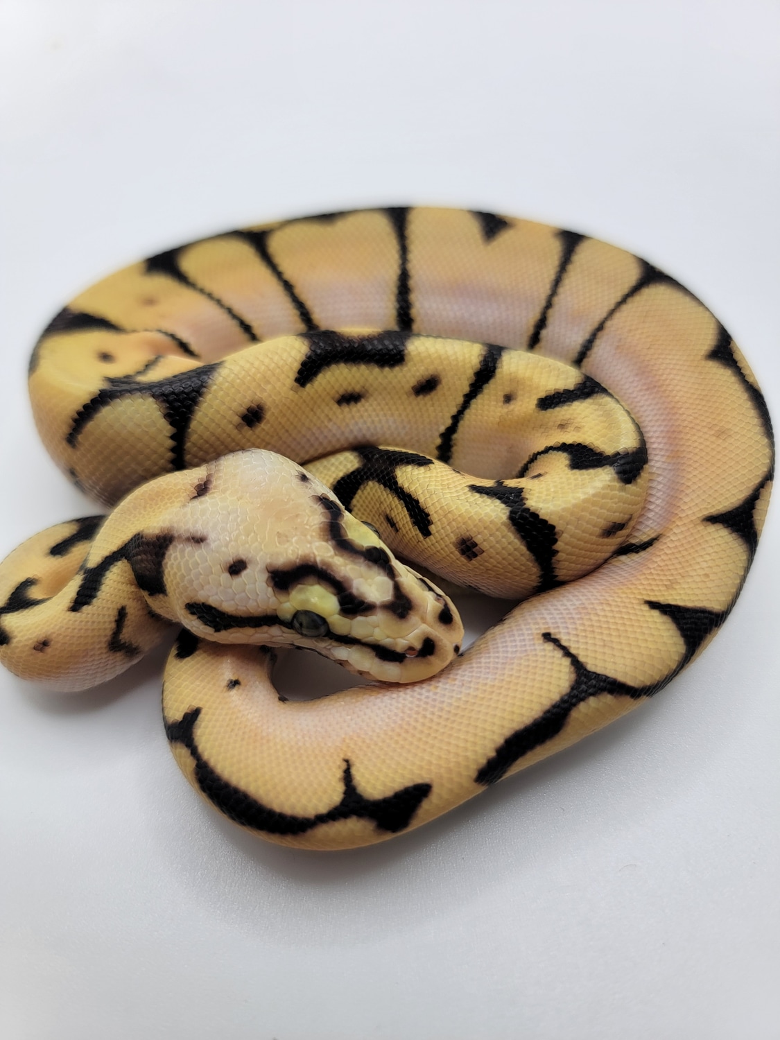 Orange Dream Bumblebee Ball Python by Nocturnal Pythons MorphMarket