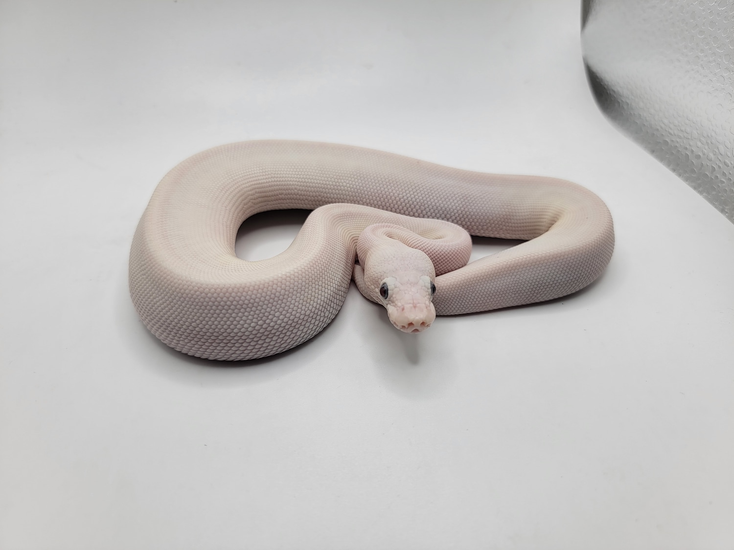 Blue Eyed Leucistic (Lucy) Poss Pastel Poss Het Paint Ball Python by ...
