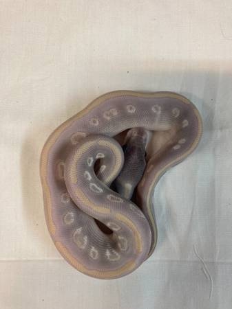 Mystic Potion Ball Python by Just Because Munchkins