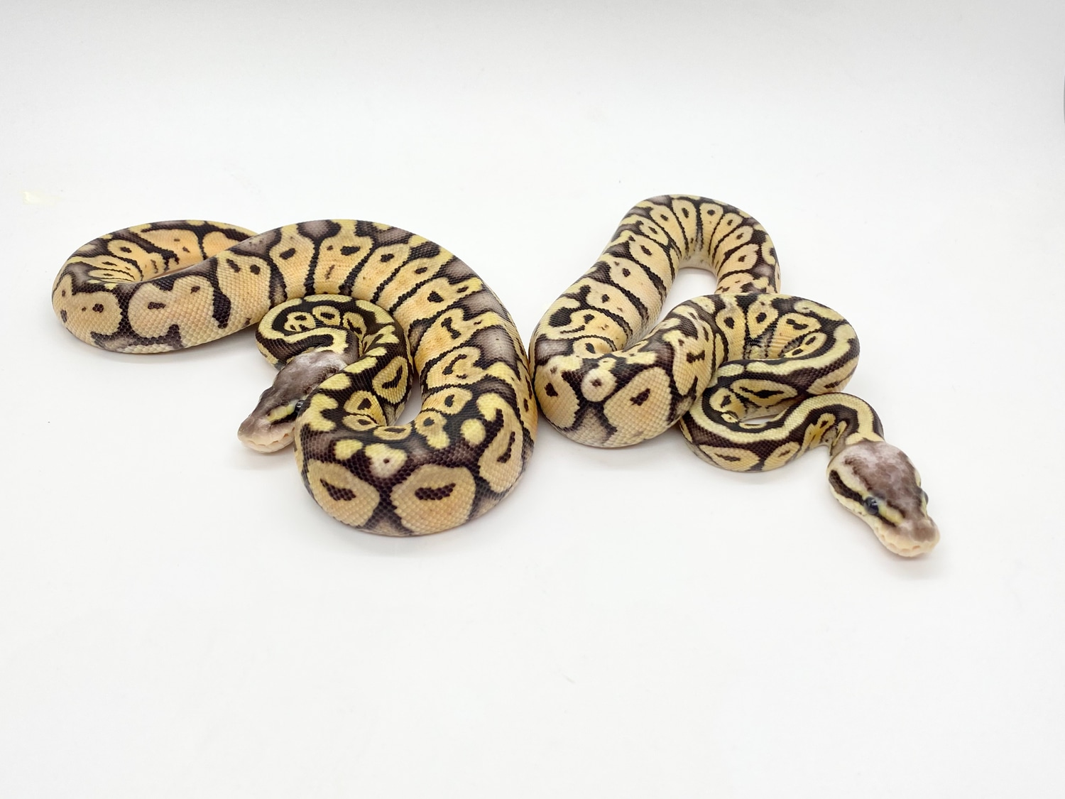 Price Is For “2” Female Super Pastel’s Ball Python by ASR Art