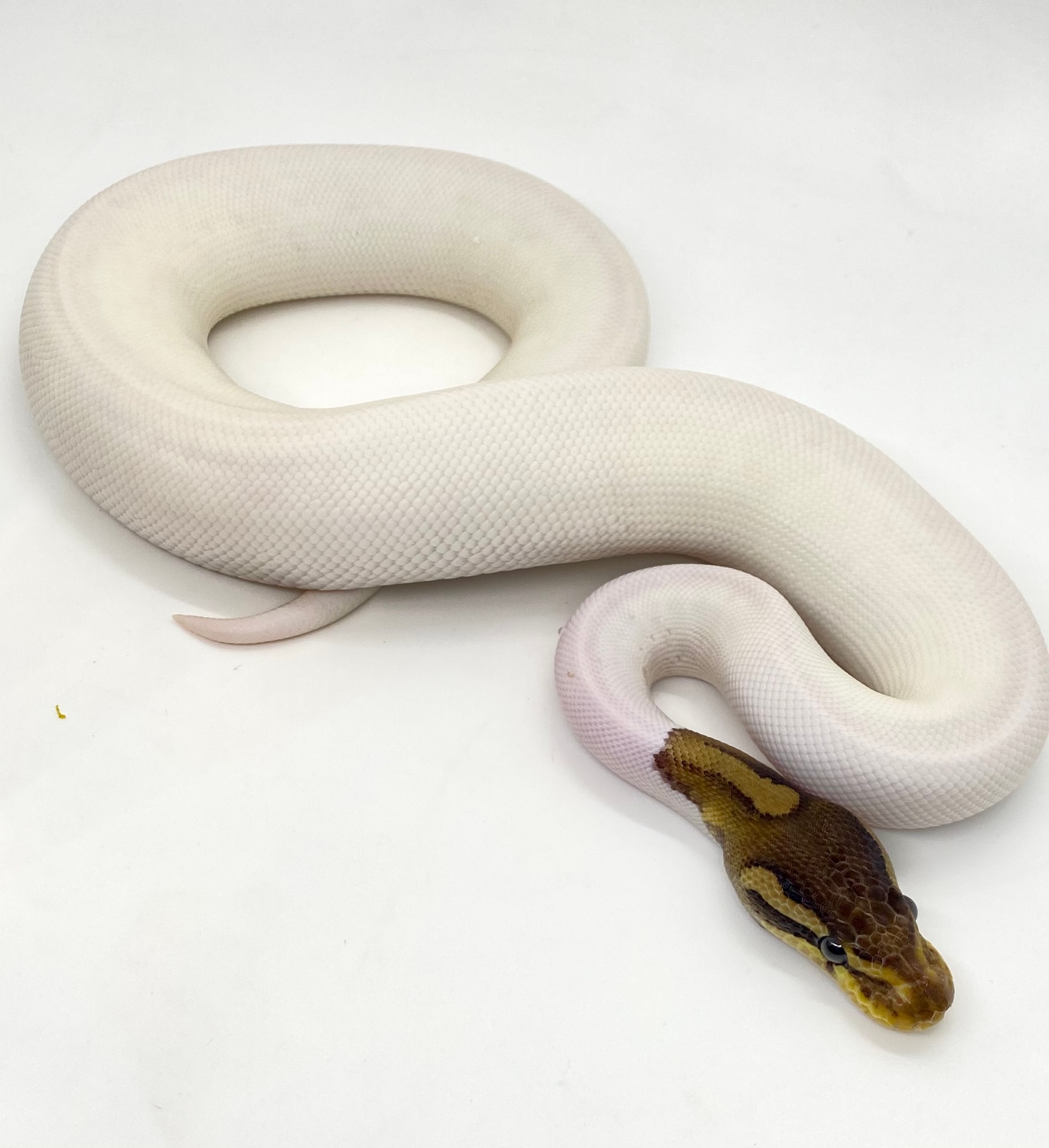 Cinnamon Pied Ball Python by ASR Genetic Art - MorphMarket