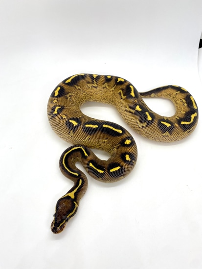 500g + Freeway Male Ball Python by ASR Genetic Art